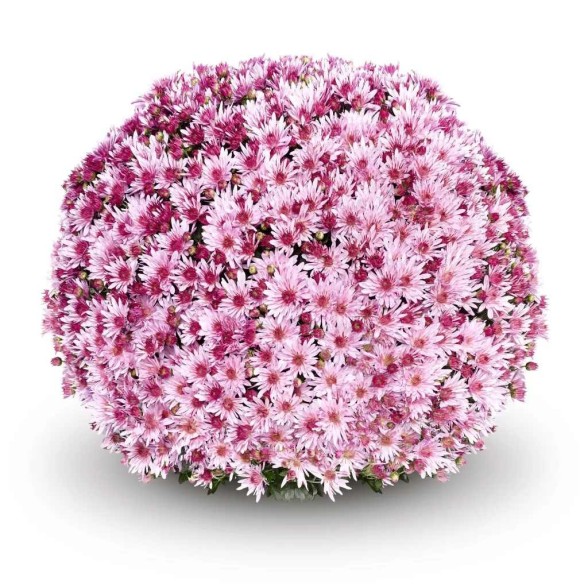 Krizantēma UMBRA PINK