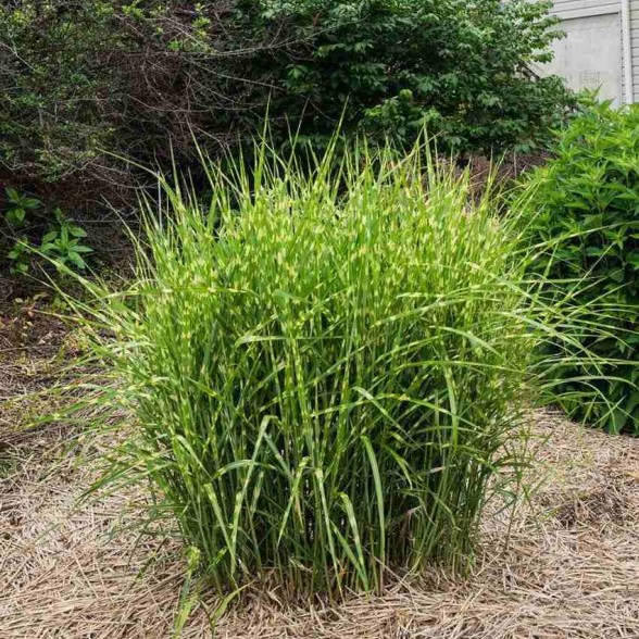 Ķīnas miskante – Miscanthus sinensis STRICTUS