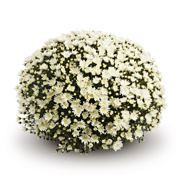 Krizantēma WIKITA WHITE