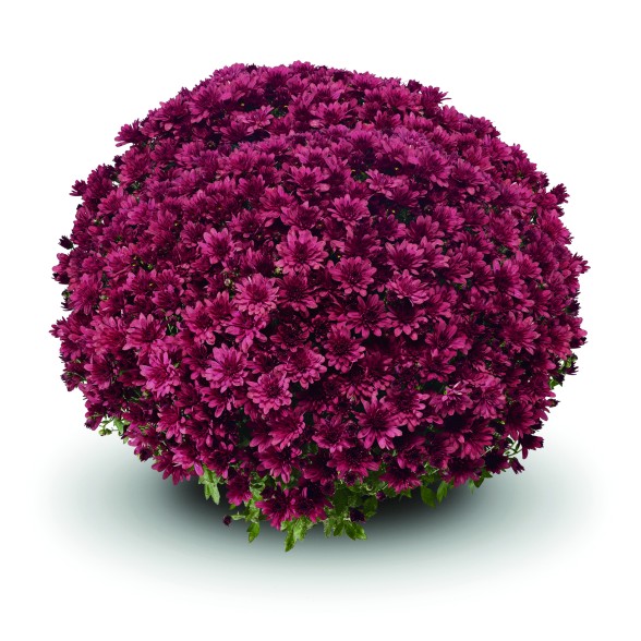 Krizantēma ARLUNO RED