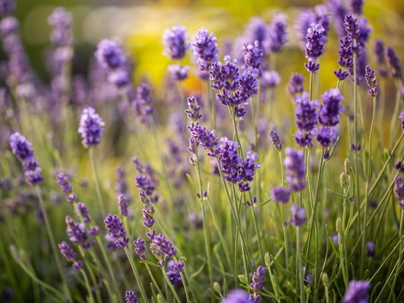 Lavenders – the queens of intoxicating fragrance.
