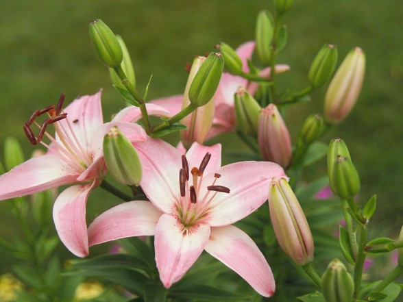 Lily cultivation