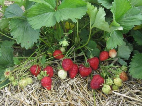 What are frigo plants?