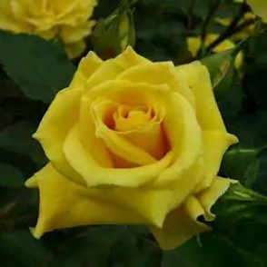 Floribundroze FRESIA