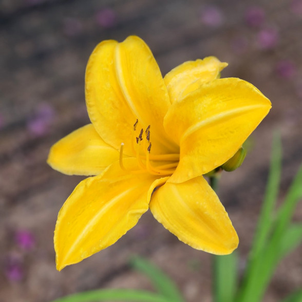 Hemerocallis Chicago Sunrise