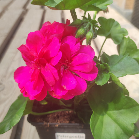 Пеларгония - Royal HOT PINK (1l)