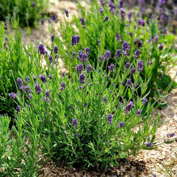 Lavender angustifolia BLUE SCENT Improved container plant