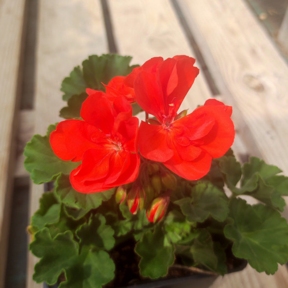 Pelargonium – Moonligt Vanessa
