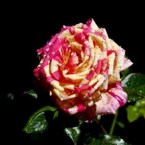 Tējhibrīdroze BROCELIANDE ( kailsakne )