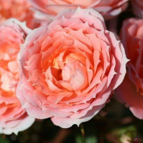 Krūmroze (mini)  FLOWER POWER ( kailsakne )