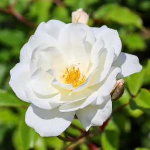 Vīteņroze CLIMPING ICEBERG WEISS ( kailsakne )