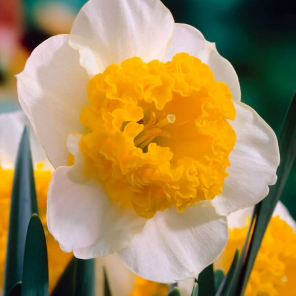 Daffodil Curly