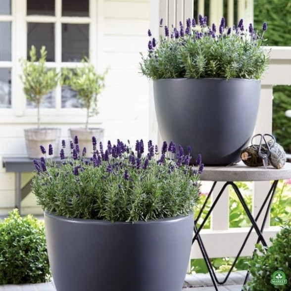 Lavanda - Lavandula angustifolia VALENCE DARK VIOLET kailsaknis - 2 gad.