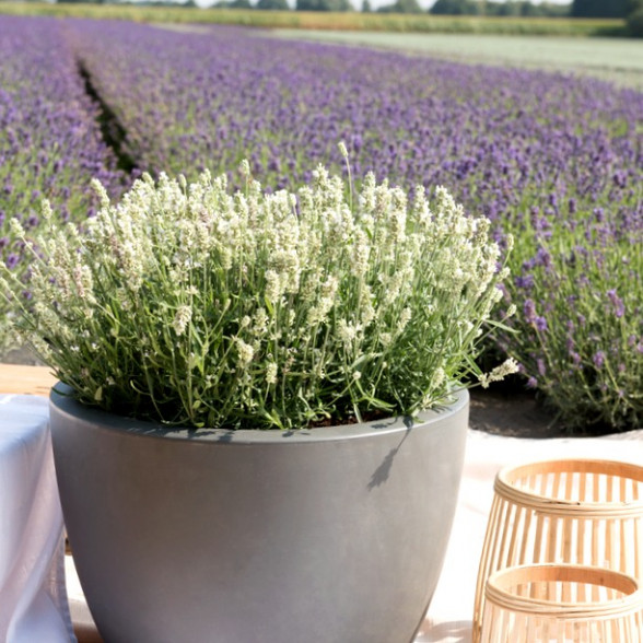 Lavender angustifolia WHITE SUMMER container plant
