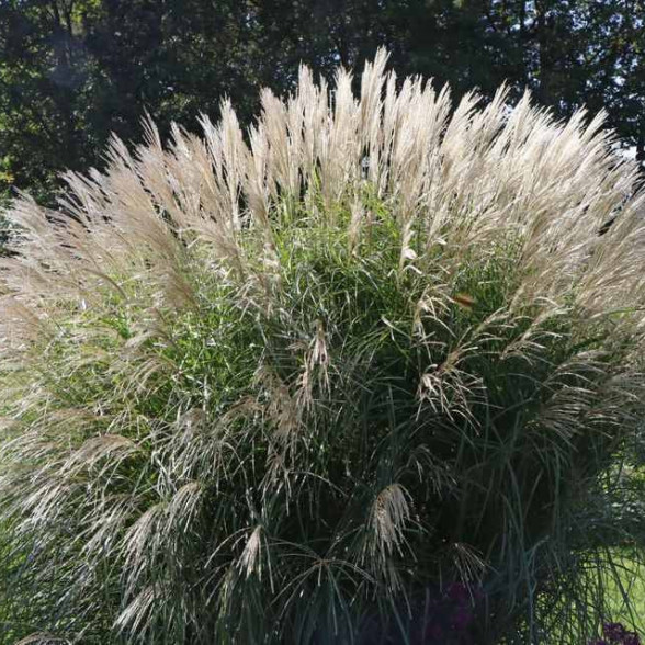 Ķīnas miskante – Miscanthus sinensis FEDERWEIßER, P11