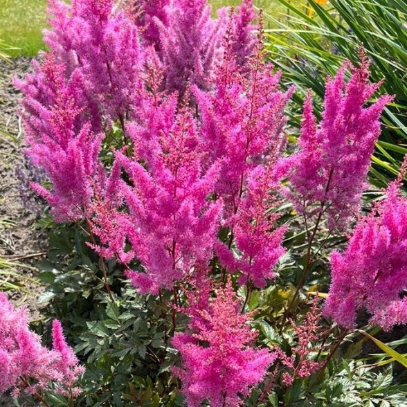 Astilbe NEMO