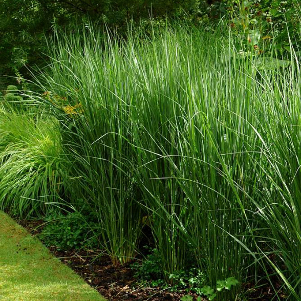 Īstā sāre (prosa) - Panicum virgatum NORTHWIND, P13