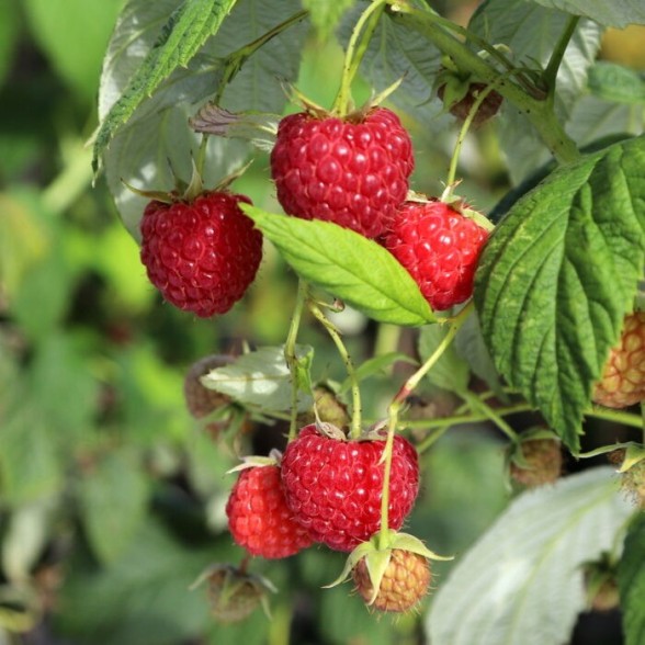 Avene ZAMATOS ( konteinerstāds) P9