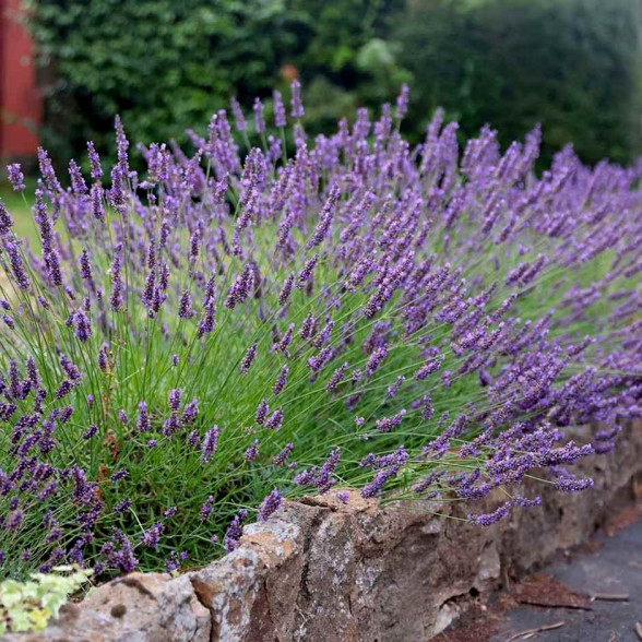 Lavender x intermedia GROSSO ORNAMENTAL container plant