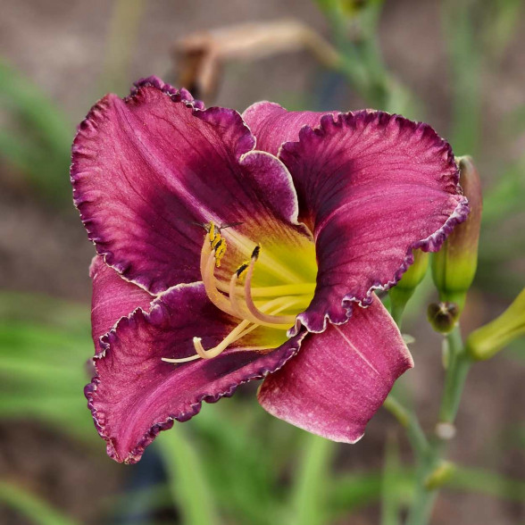 Hemerocallis Forgotten Dreams