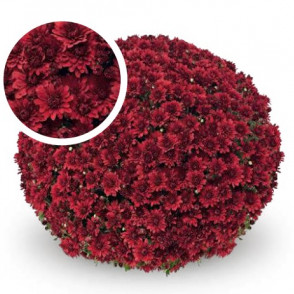 Chrysanthemum Zinzi Red