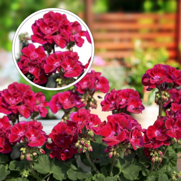 Pelargonija - Moonlight RUBY LEE (1l)