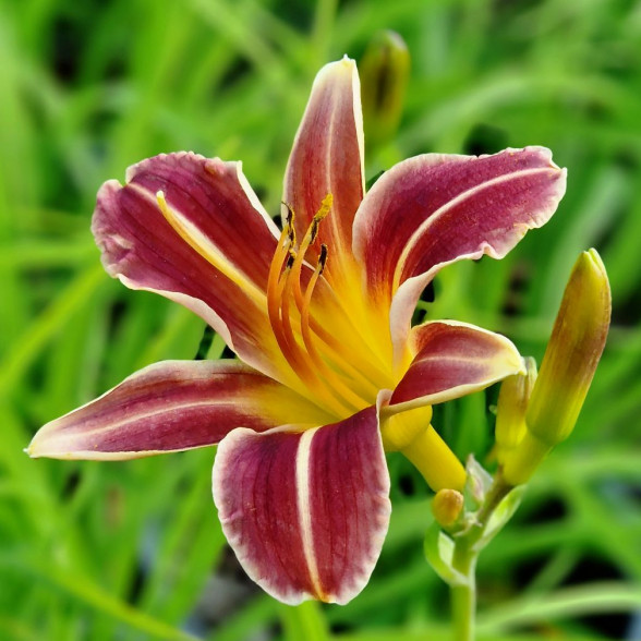 Daylily EVERYDAYLILY RED RIBS