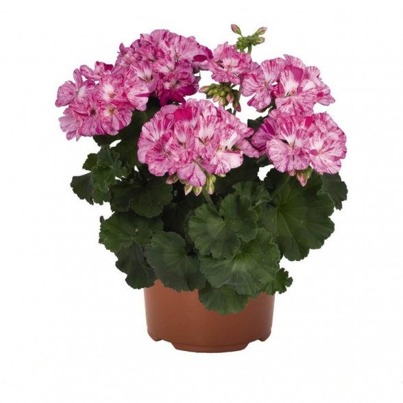 Pelargonija FLIC FLAC VIOLET NOVA