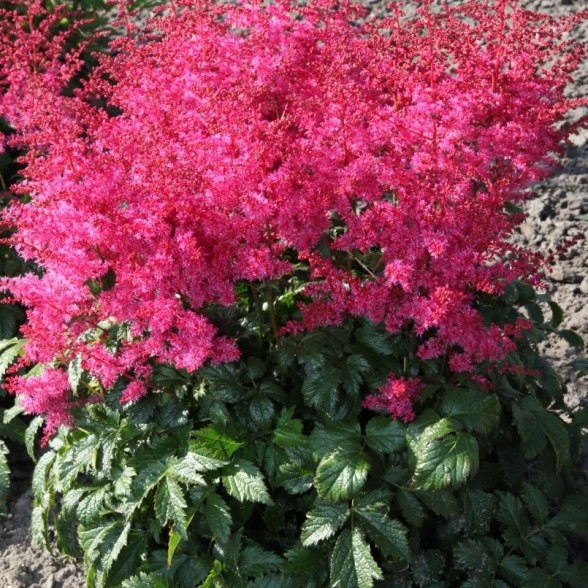 Astilbe JUMP AND JIVE