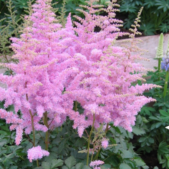 Astilbe HEART AND SOUL - kailsaknis