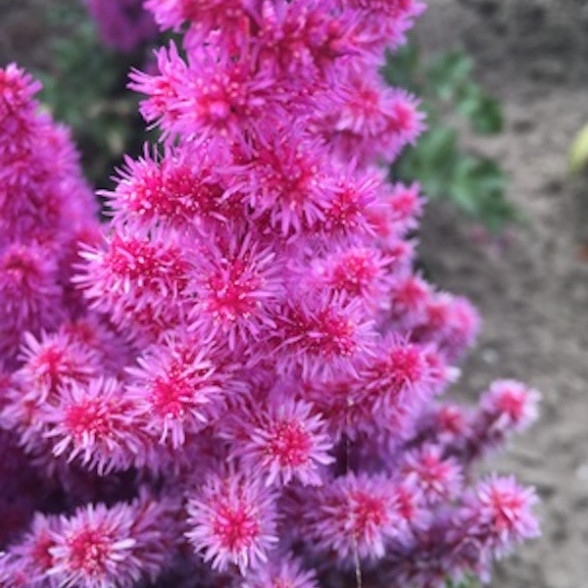 Astilbe PURPLE RAIN - kailsaknis