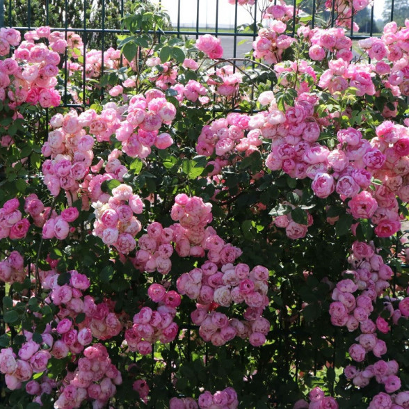 Vīteņroze - Rosa Raubritter