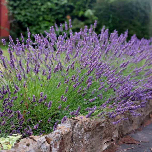 Lavanda - Lavandula x intermedia GROSSO ORNAMENTAL kailsaknis - 1 gad.