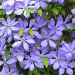 Mežvītenis - Clematis  MRS.CHOLMONDELEY