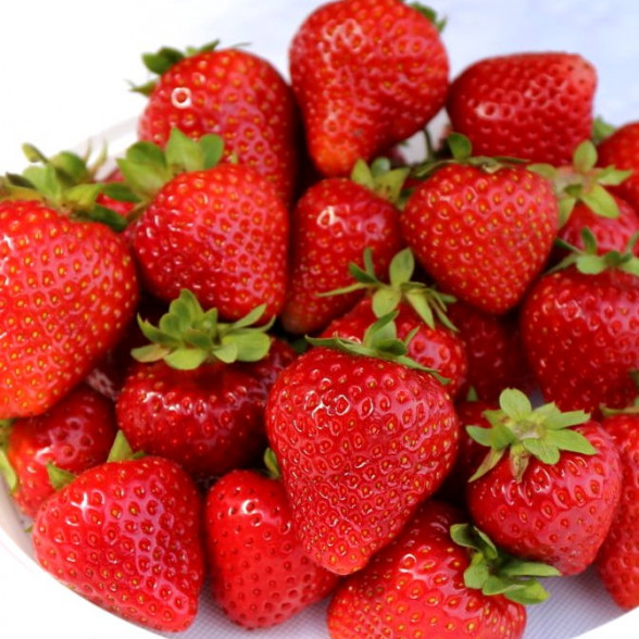 Rendezvous A kategorijas frigo stādi 10 gab