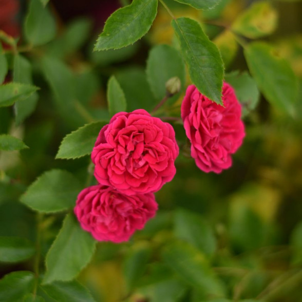 Vīteņroze ROSA CHEVY CHASE  ( kailsakne )