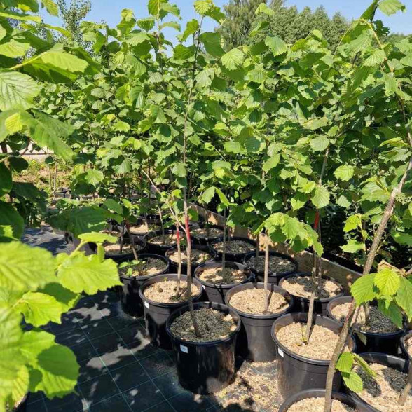 Lielaugļu lazda COSFORD – 20 litru konteinerstāds