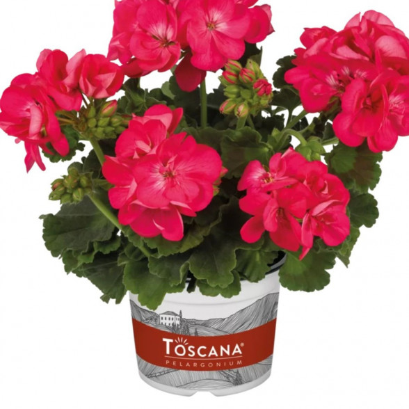 Pelargonija SMART CARLA impr HOT PINK