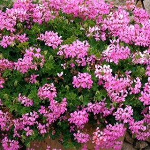 Pelargonija MINIBALKON LILA