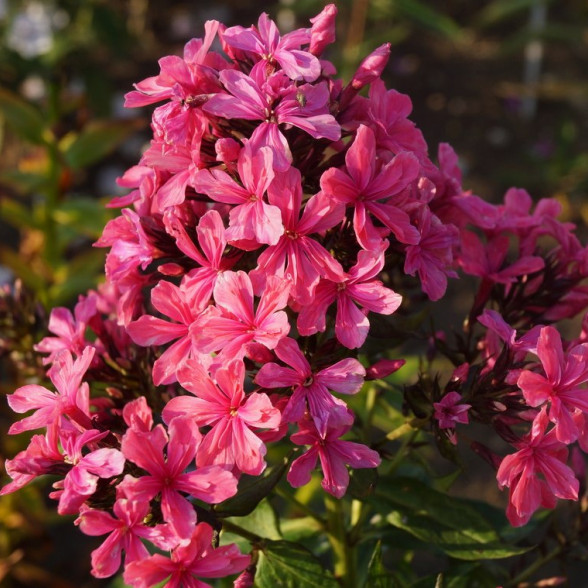 Floksis CLEOPATRA - kailsaknis