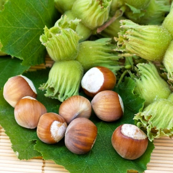 Lielaugļu lazda KATALONSKIJ kailsaknis 3g