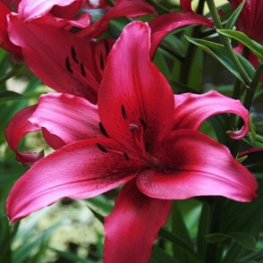 Lilija NOVEMBER RAIN