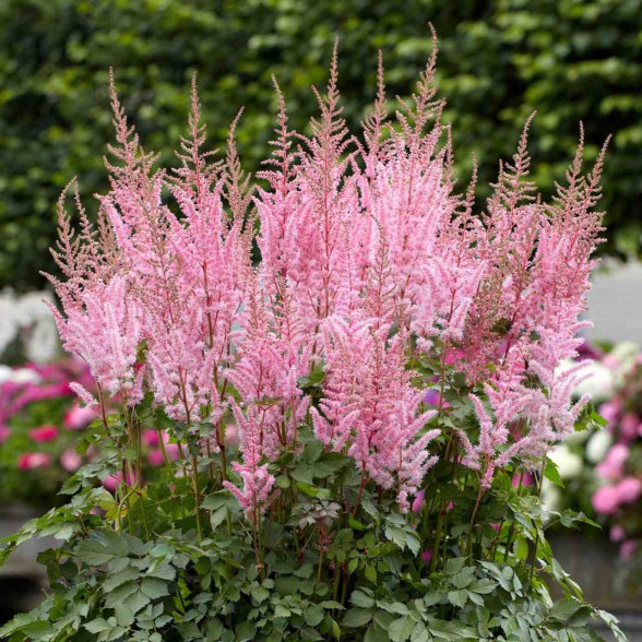Astilbe Mighty® Pip