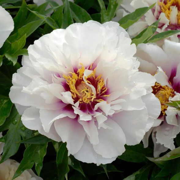 Peonija - Paeonia Itoh CORA LOUISE
