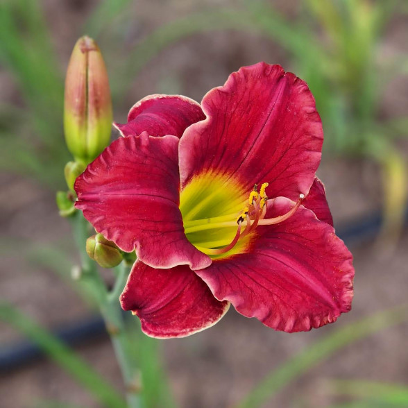 Hemerocallis Chicago Apache