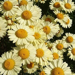 Dzeltenā ilzīte - Anthemis tinctoria 'E.C. Buxton' P11