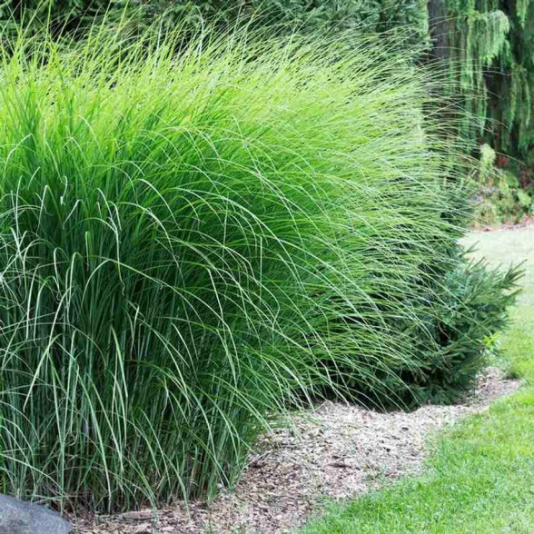 Ķīnas miskante – Miscanthus sinensis GRACILLIMUS, P11