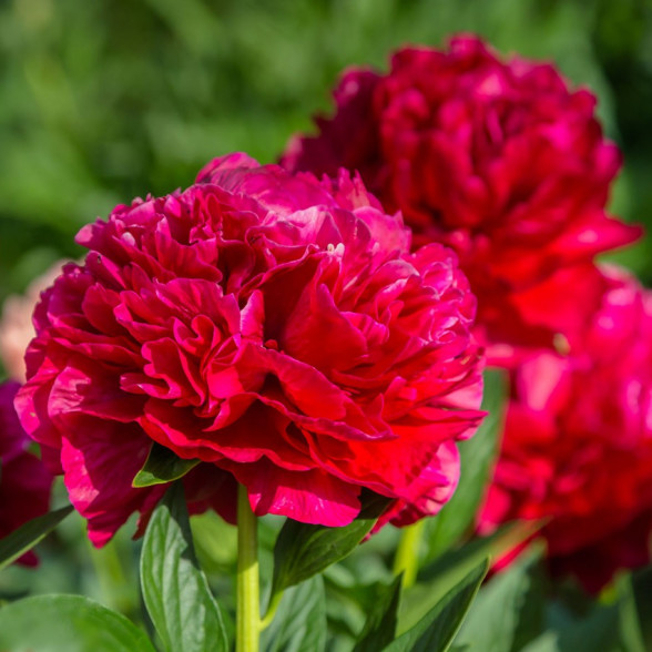 Peonija -  RED DOUBLE