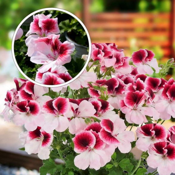 Pelargonium - Crispum Florella BICOLOR young plant