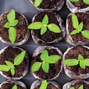 Торфяные таблетки в кассете